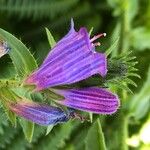 Echium rosulatum Blüte