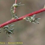 Bassia prostrata その他の提案