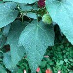 Abutilon spp. Natur