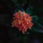 Ixora chinensis Blüte