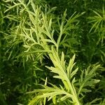 Artemisia umbrosa
