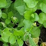 Stellaria neglecta Habitus