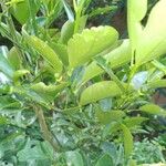 Citrus japonica पत्ता