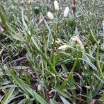 Nothoscordum bivalve Hoja