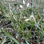 Nothoscordum bivalve Blad