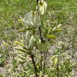Asimina reticulata برگ