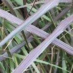 Panicum virgatum Leaf