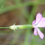 Dianthus virgineus 花