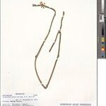 Cynanchum folotsioides Other