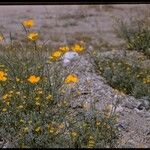 Eschscholzia glyptosperma ᱛᱟᱦᱮᱸ