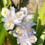Iris japonica Blomma