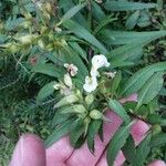Pedicularis racemosa Liść