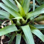 Aechmea recurvata Folha