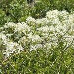 Clematis flammula Blomma