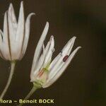 Allium moschatum ফল