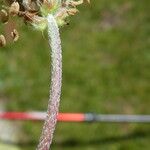 Plantago monosperma Bark