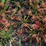 Drosera capillaris অভ্যাস