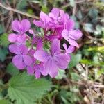 Lunaria annuaBlüte