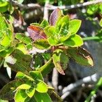 Rhododendron hirsutum Hoja