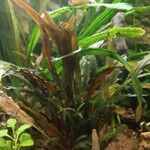 Cryptocoryne wendtii Leaf