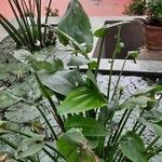 Echinodorus cordifolius Frunză