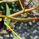 Erythrina crista-galli Fruit