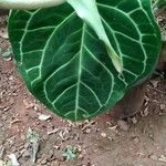 Anthurium clarinervium List