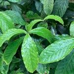 Psychotria viridis Foglia