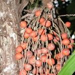 Bactris coloradonis Fruit