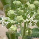 Asclepias erosa Flower