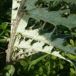 Cynara baetica Leaf
