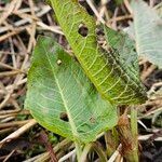 Rumex × acutus Leaf