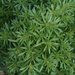 Galium lucidum Leaf