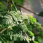 Vachellia farnesiana Blad