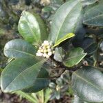 Ilex canariensis