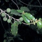 Guazuma ulmifolia Fruit