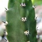 × Harrisinopsis jusbertii ᱥᱟᱠᱟᱢ