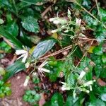 Elephantopus elatus Flor