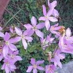 Sabatia angularis Fiore