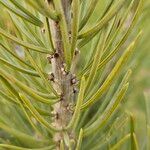 Pinus edulis Feuille