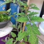 Solanum lycopersicum Folla