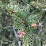 Picea abiesFoglia