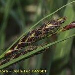 Carex fimbriata Kukka