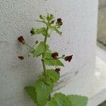 Scrophularia peregrina Virág