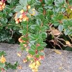 Berberis darwinii Květ