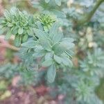 Ruta chalepensis Hoja