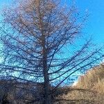 Larix decidua عادت