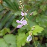 Desmodium uncinatum Цветок