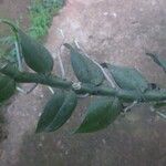 Angraecum angustipetalum Leaf