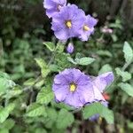 Solanum umbelliferum Flor